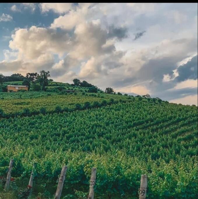 Casa Vigneto Octavio No Vale Dos Vinhedos Villa Bento Gonçalves Dış mekan fotoğraf